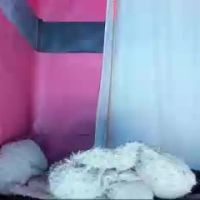 Cata_angel1